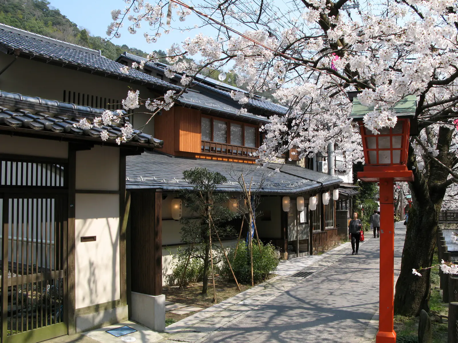 Cherry trees in full bloom over a stone path and a red lantern post in an onsen town with tiled wooden houses